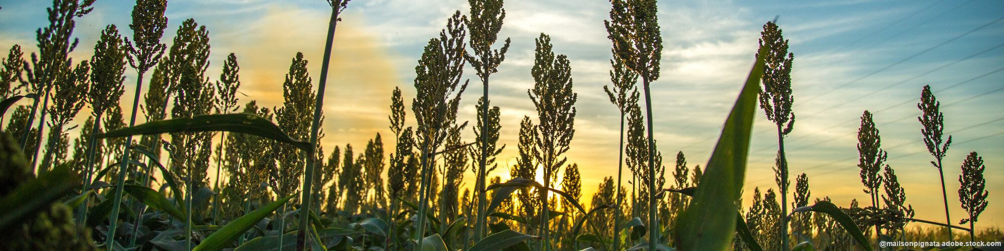 Die Sorghum-Arten